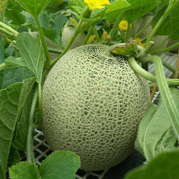 【お届け日のご指定不可】山形県庄内産「庄内砂丘メロン」2玉